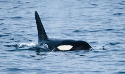 An orca in the ocean