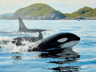 Orcas in Norway