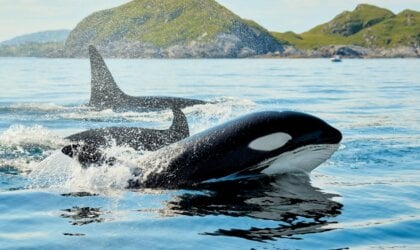 Orcas in Norway