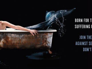 Born for the sea, suffering in a tank. Join the fight against SeaWorld. Don't Go