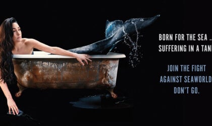 Born for the sea, suffering in a tank. Join the fight against SeaWorld. Don't Go