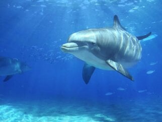 Dolphin swimming in blue water with other animals in background