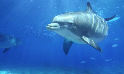 Dolphin swimming in blue water with other animals in background