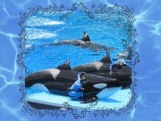 orcas in water with human trainers at seaworld