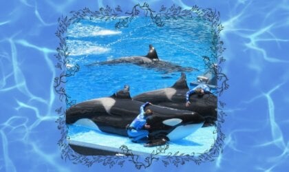 orcas in water with human trainers at seaworld